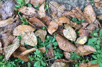 walnut leaves