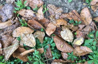 walnut leaves