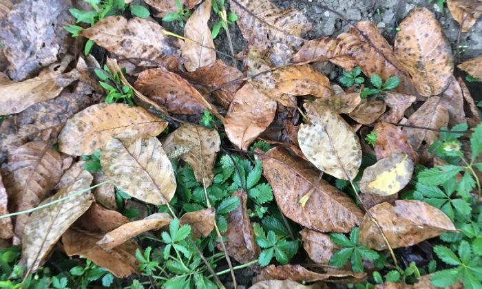 walnut leaves