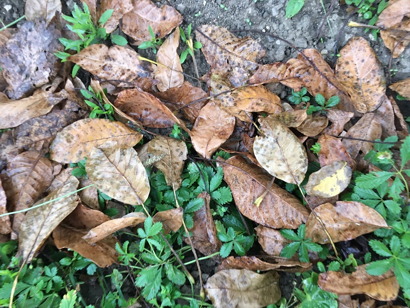 walnut leaves