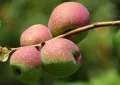 Chaenomeles