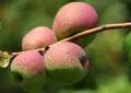 Chaenomeles