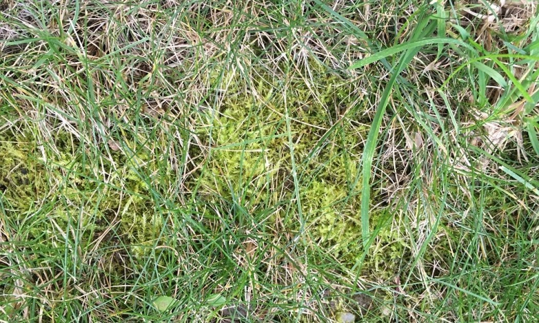 Moss in your lawn Eliminate the causes for its formation