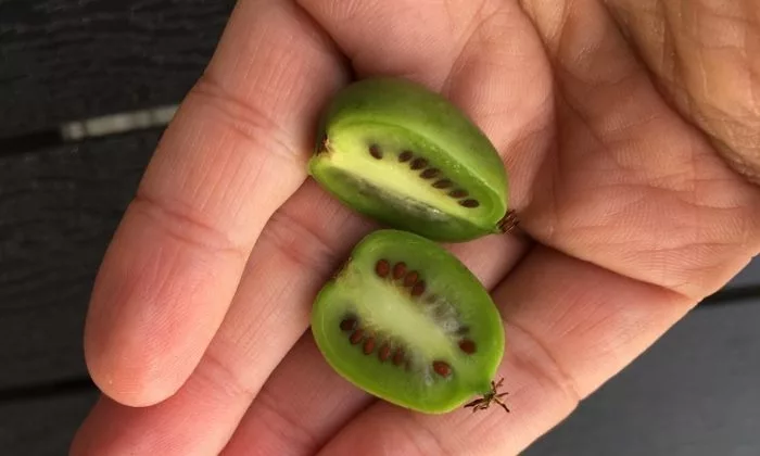 Mini kiwi