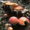 Fly amanita