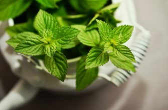 Peppermint