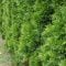 Thuja