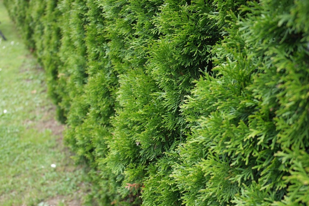 Thuja