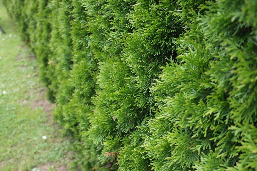 Thuja