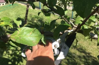 prunning tree