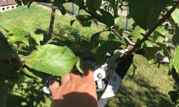prunning tree