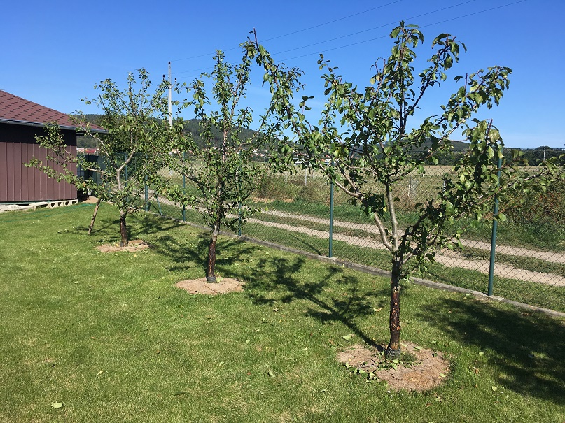 prunning tree