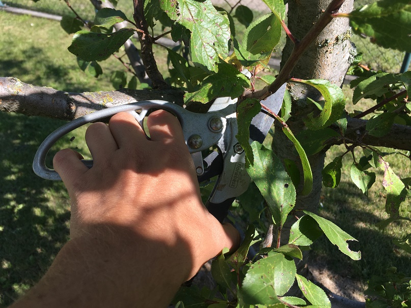 prunning tree