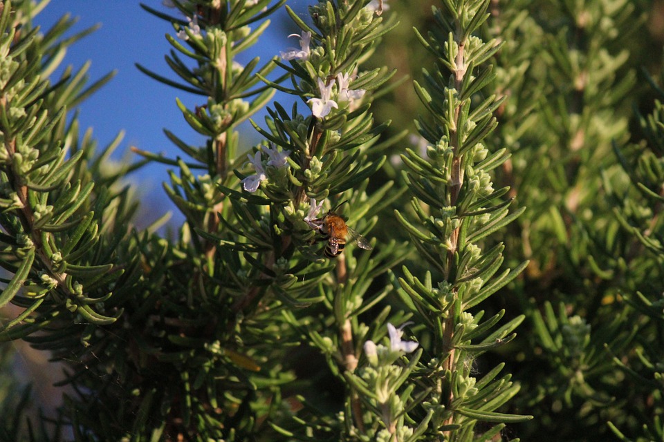 Rosemary