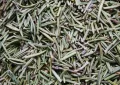 Rosemary