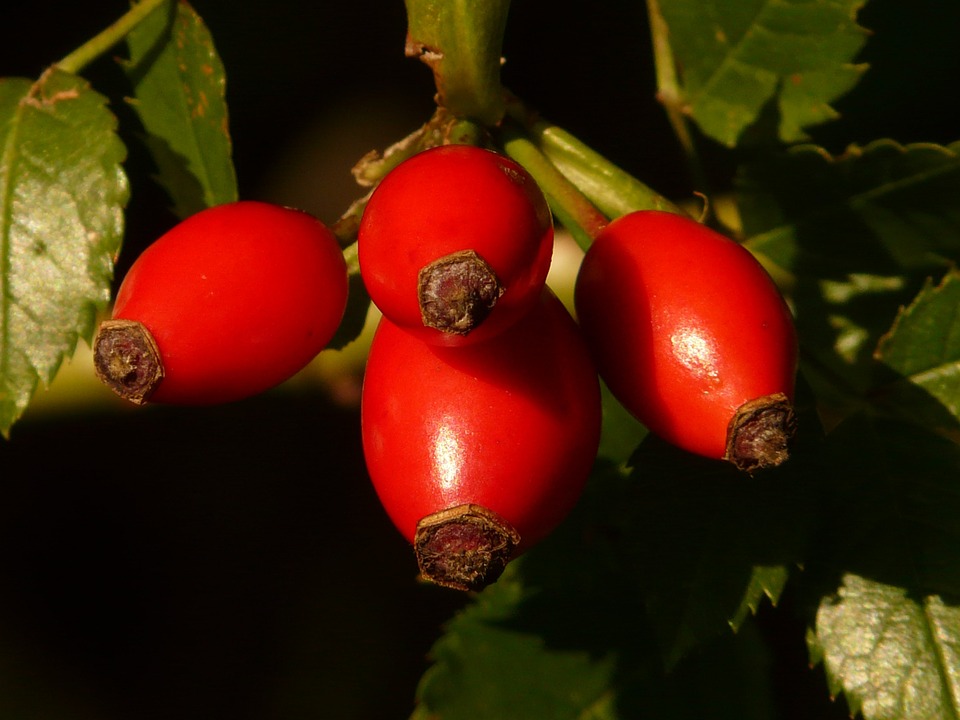 rosehips