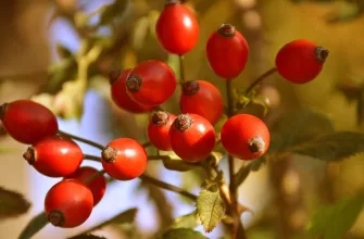 rosehips