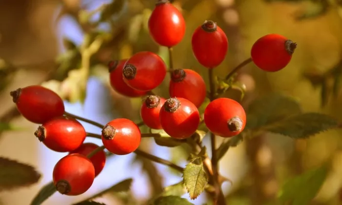 rosehips