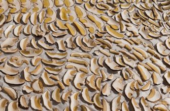 Mushroom