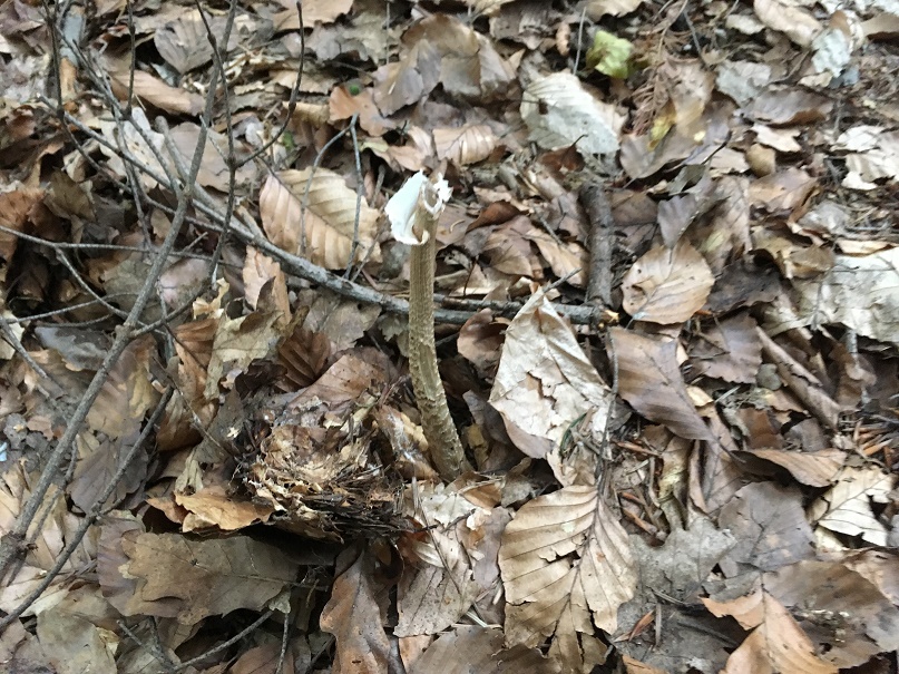 Parasol mushroom