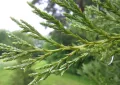 Thuja