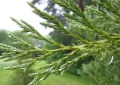 Thuja
