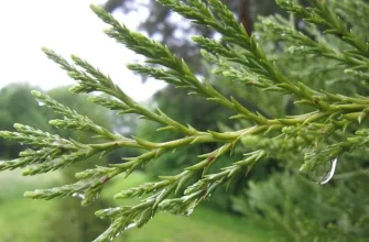 Thuja