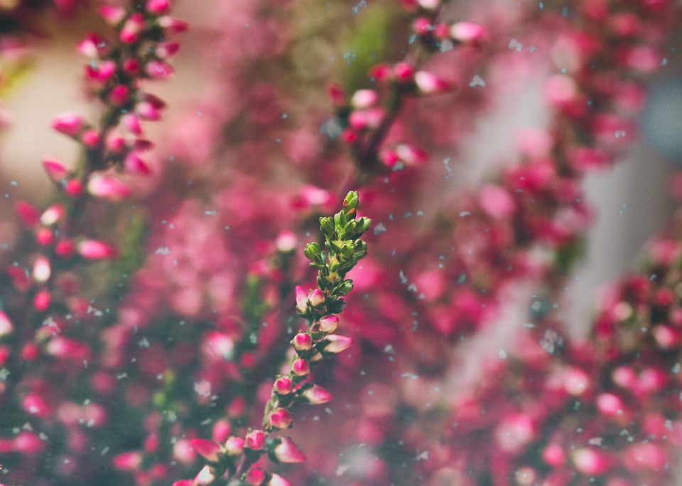 common heather 