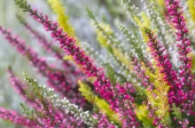 common heather