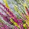 common heather