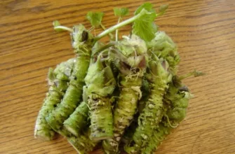 wasabi