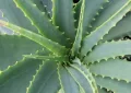 Aloe