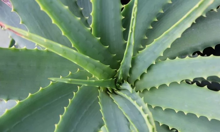 Aloe