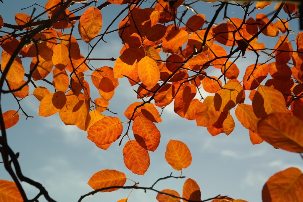 amelanchier