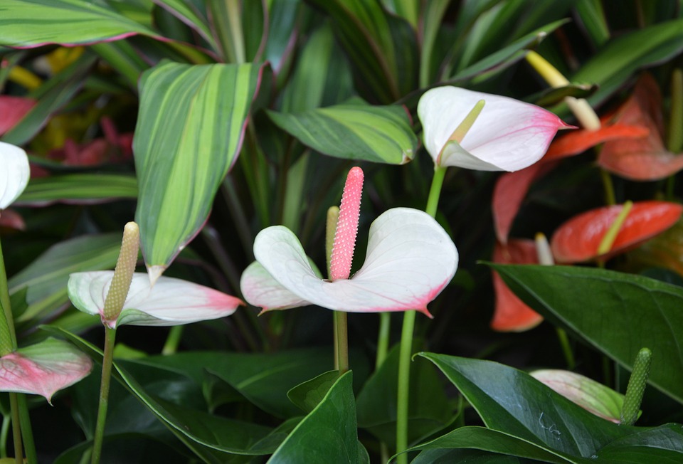 Anthurium