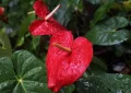 Anthurium