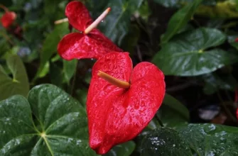 Anthurium