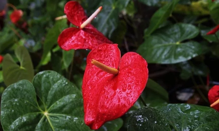 Anthurium