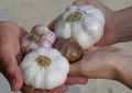 Garlic