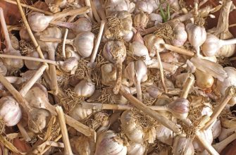 Garlic