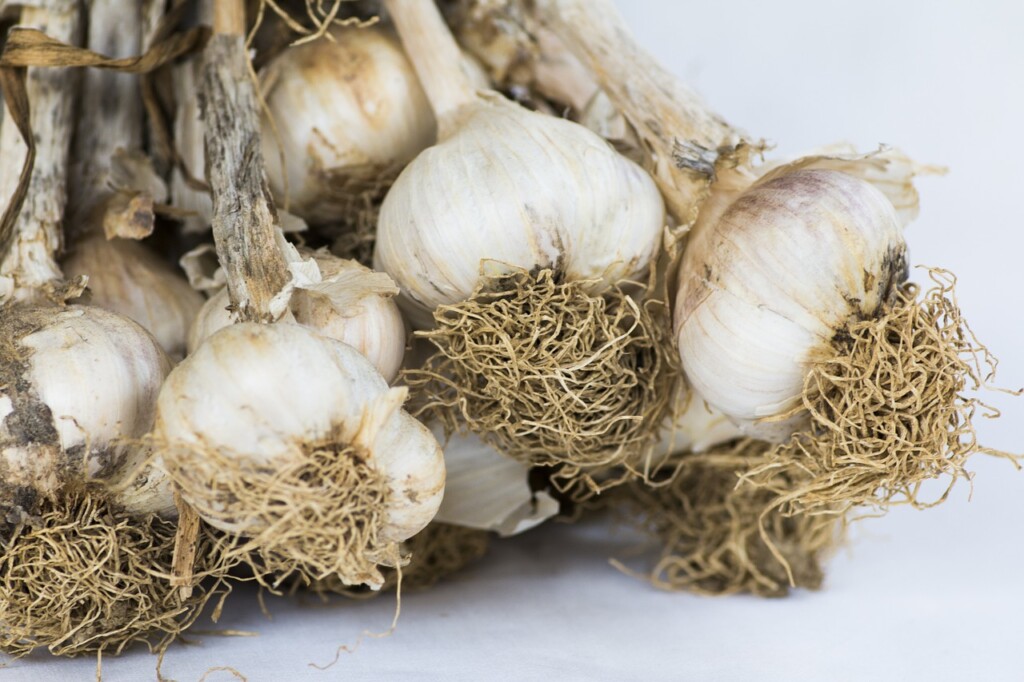 Garlic