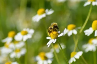 Chamomile