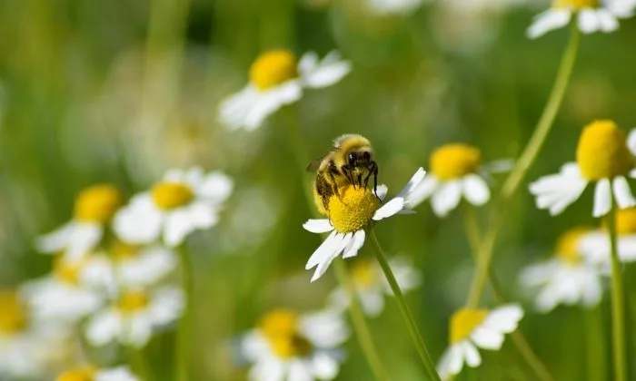 Chamomile