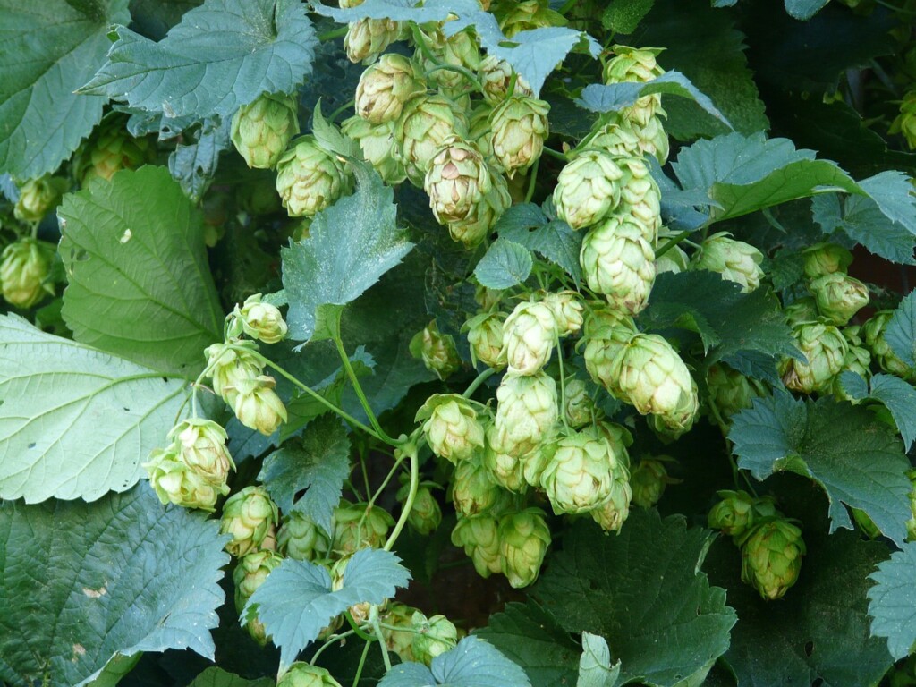 Common hop