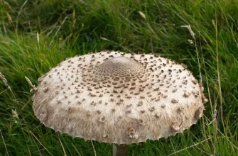 Mushroom