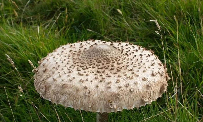 Mushroom