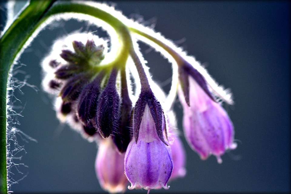 Comfrey