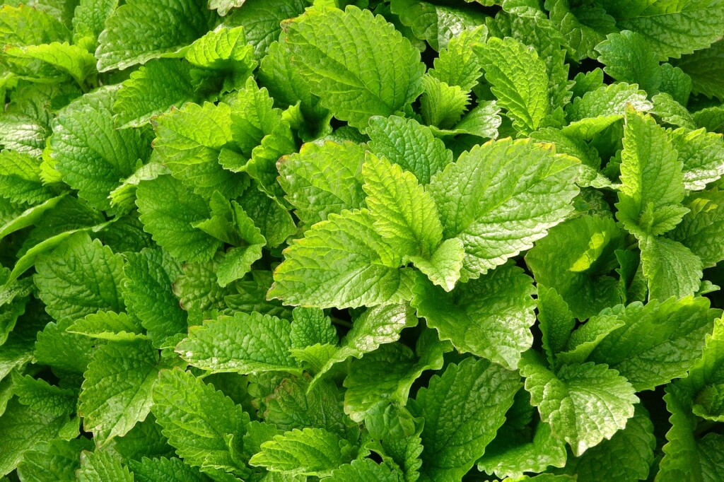 Lemon balm