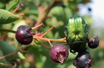 undemanding plant
