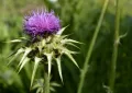 Milk thistle